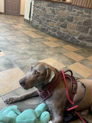 Center For Veterinary Care