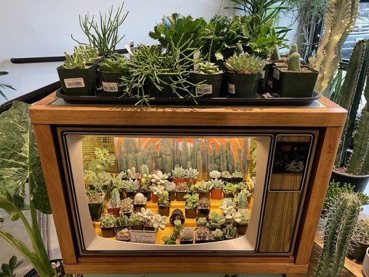 Plants