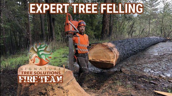 Signature Tree Solutions