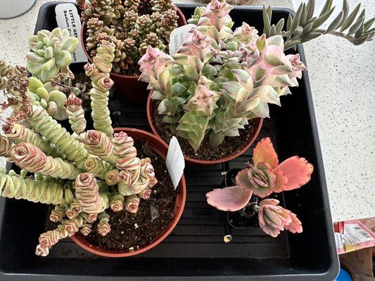 Ploughshares Nursery