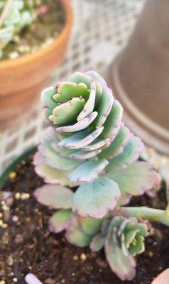 Zaiser’s Landscaping