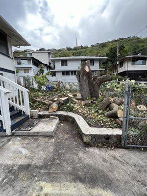 Tropical Tree Services