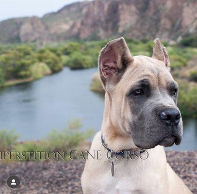 Luna Veterinary Care