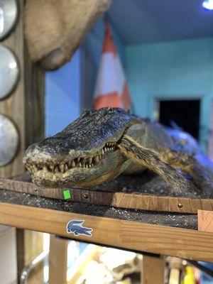 Oddly Amazing Antiques