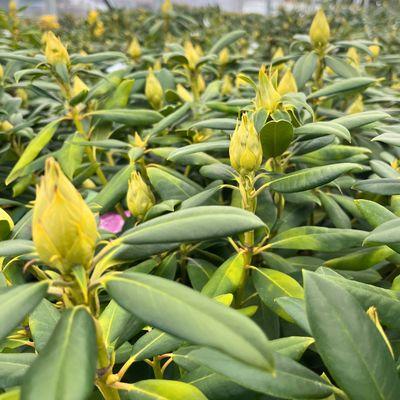 Mitchell's Nursery & Greenhouse