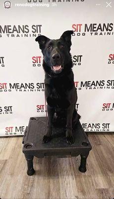 Sit Means Sit - Reno