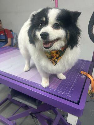 Navi's full groom by Amber!