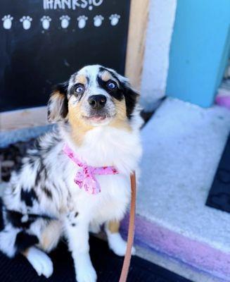 Bath House Pet Grooming
