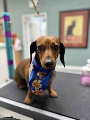 Claws N Paws Day Spa