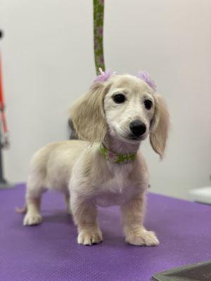 Woof Gang Bakery & Grooming - Miami Lakes