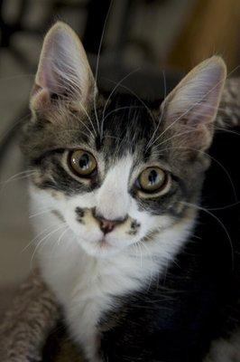 Save a Cat Rescue Adopt For Life