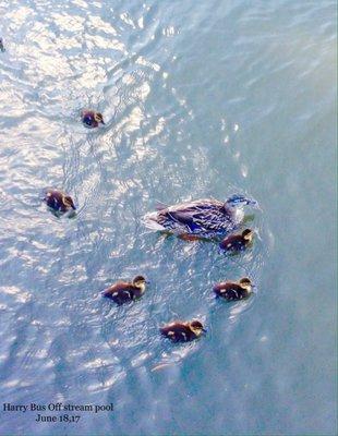 Harry 'Bus' Yourell Off Stream Aeration Pool