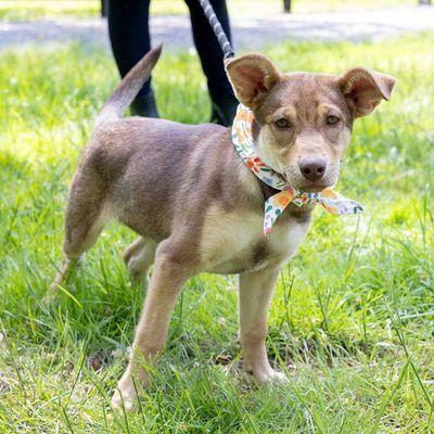 Greenmore Farm Animal Rescue