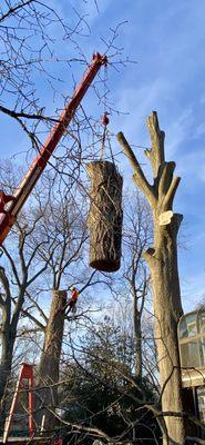 Morales Brothers Tree Service, LLC