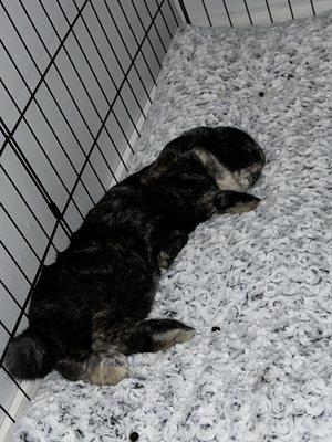 Northwood Animal Hospital