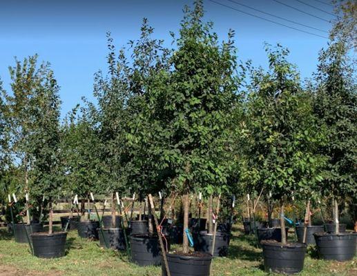 Atx Trees & Land Development