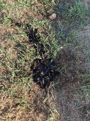 Adams Animal Hospital