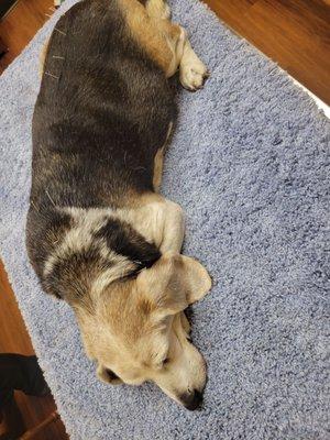 Healing Point Veterinary Acupuncture