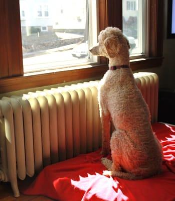 TLK Prof Pet Care Service