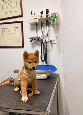 East Side Animal Hospital