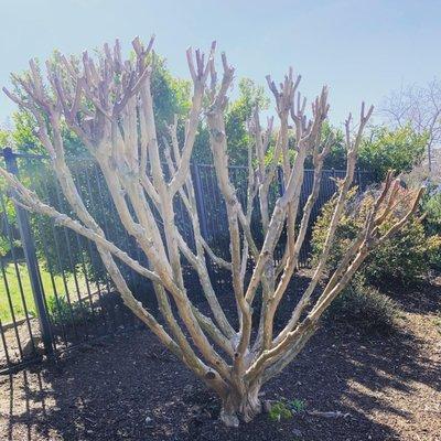 Redwood Landscape Management