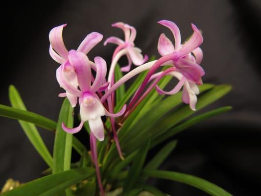 Neofinetia falcata "Benisuzume"