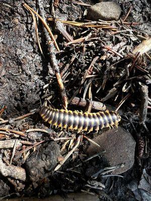 Pinnacles Hiking Trails