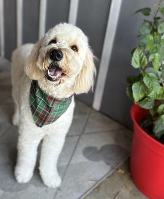 Sacred Paws by kylee