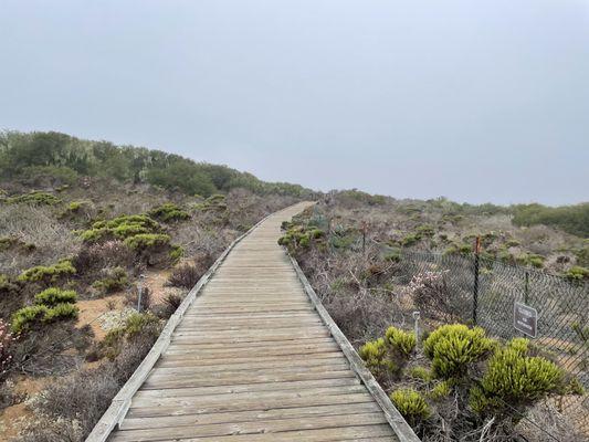 Los Osos Elfin Forest