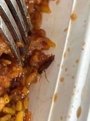 About halfway through my meal, I found a bug in my food. Yes, a BUG. I was absolutely disgusted.