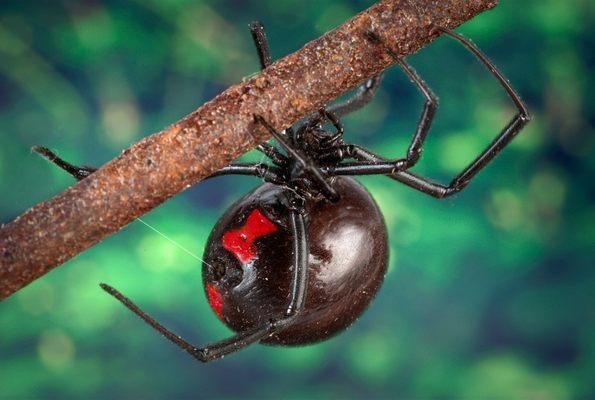 Integrity Pest Management