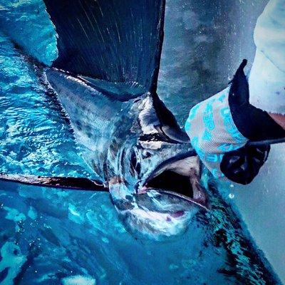 Sailfish