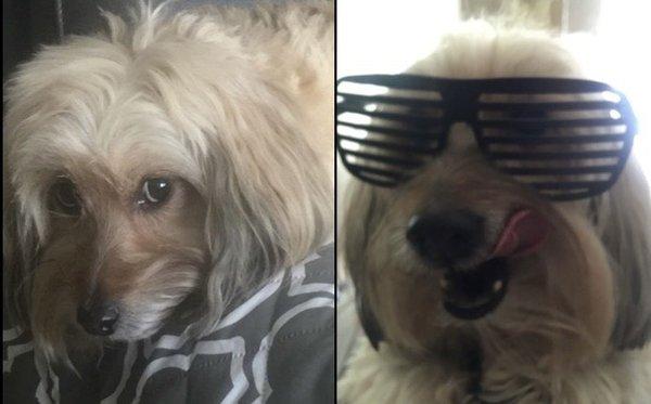 Albert M Brajdich, DVM