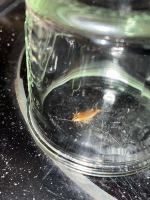 A live Roach!!!!!