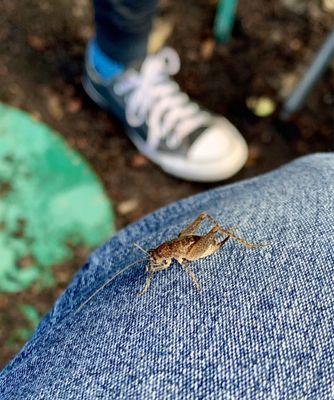 Good Luck!! Male cricket visits the first week of new year