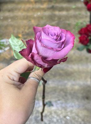 this is the mauve/pink rose which they said was lavender