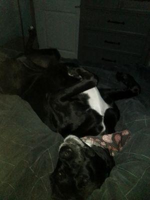 Brien's Dog Sitting & Walking