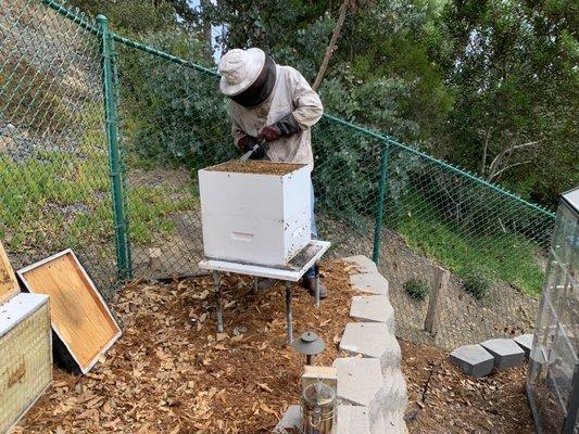 El Cajon Beekeeper