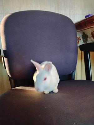 Etta's Pampered Pets Walk And Play