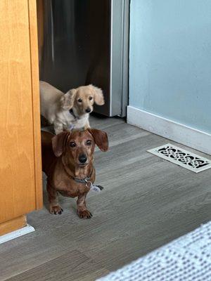 Mountain Veterinary Hospital