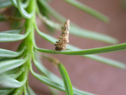 5 Saplings - Tree and Shrub Care