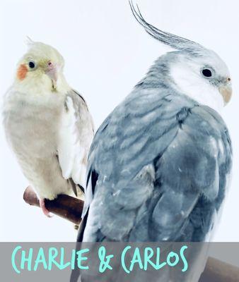 Two beautiful cockatiels that were hand raised by Lee.