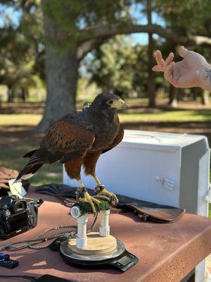 Hawk on Hand Falconry