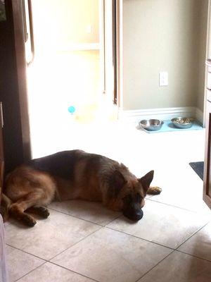 OC Dog Training and Petsitting