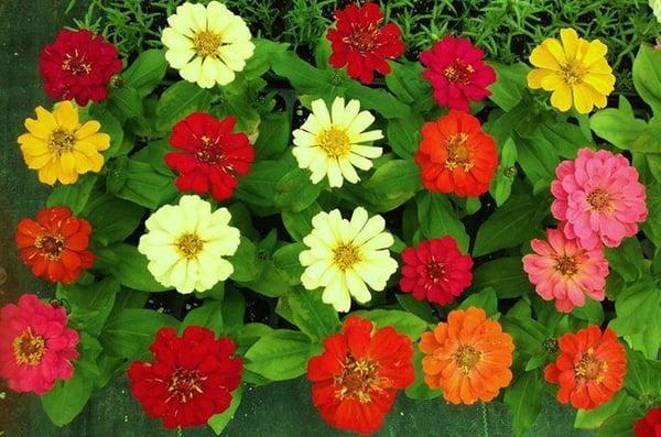 Classic Gardens & Landscape, Inc