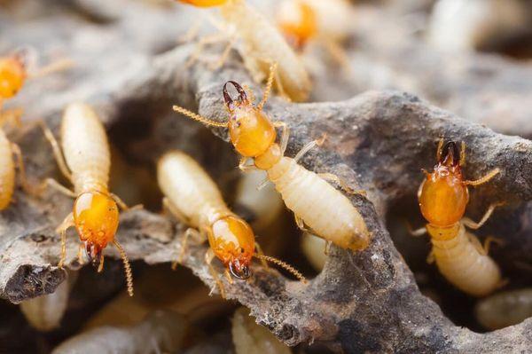 Final Stepp Pest & Termite Control