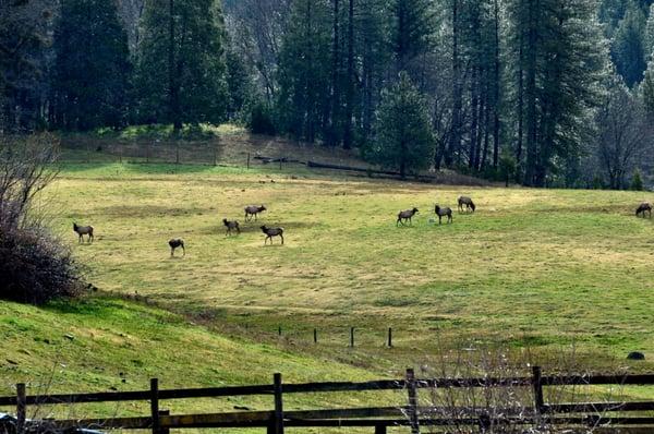 Shasta Land Services