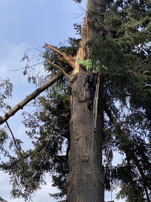 Northwest Arboriculture