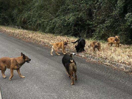A dangerous pack of dogs Gadsden Animal control refuses to even answer the phone to handle.