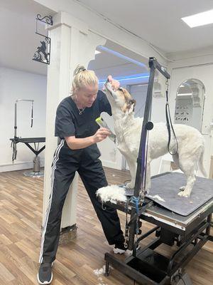 Lucy (a new owner) at Clayton Dog Spa while working on preparing my dog for summer grooming